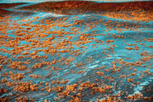 Red Seaweed Floating in Blue Ocean Water