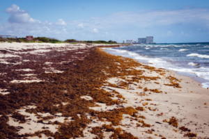 Seaweed at the beach shore